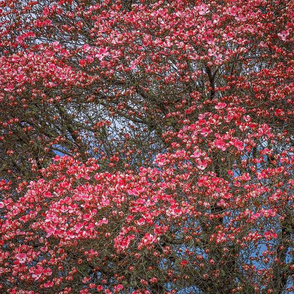 Washington State Pink dogwood tree in bloom